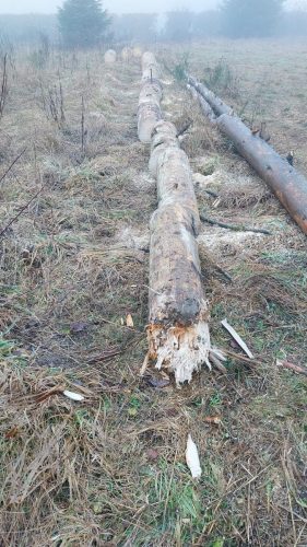 b187b8d2-6f74-43fa-9c86-a734d1944560